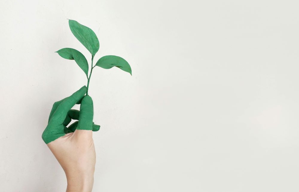 A person holding a green plant 