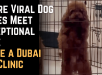 Where Viral Dog Moves Meet Exceptional Care: Inside a Dubai Vet Clinic