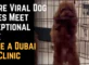 Where Viral Dog Moves Meet Exceptional Care: Inside a Dubai Vet Clinic