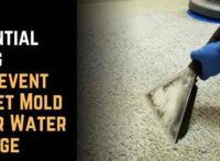 6 Essential Steps to Prevent Carpet Mold After Water Damage