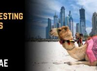 5 interesting things to do in the UAE