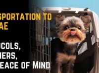Pet Transportation to the UAE: Protocols, Partners, and Peace of Mind
