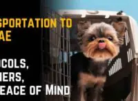 Pet Transportation to the UAE: Protocols, Partners, and Peace of Mind