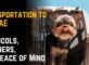 Pet Transportation to the UAE: Protocols, Partners, and Peace of Mind