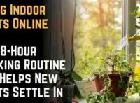 Buying Indoor Plants Online The 48-Hour Unboxing Routine That Helps New Plants Settle In