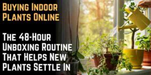 Buying Indoor Plants Online The 48-Hour Unboxing Routine That Helps New Plants Settle In