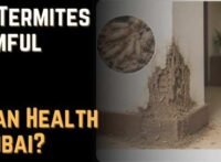 Are Termites Harmful to Human Health in Dubai