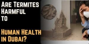 Are Termites Harmful to Human Health in Dubai