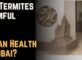 Are Termites Harmful to Human Health in Dubai
