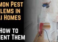 Common Pest Problems in Dubai Homes and How to Prevent Them