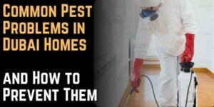 Common Pest Problems in Dubai Homes and How to Prevent Them