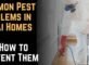Common Pest Problems in Dubai Homes and How to Prevent Them