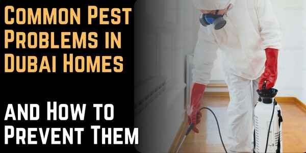 Common Pest Problems in Dubai Homes and How to Prevent Them